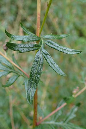 Artemisia gilvescens \ Nickender Beifu� / Chinese Mugwort, D Ettlingen 6.10.2022