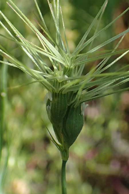 Aegilops geniculata \ Geknieter Walch, Eif&ouml;rmiger Walch / Bent Goatgrass, D   2.6.2023