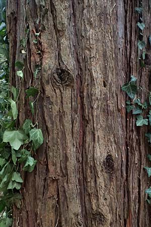 Abies grandis \ Riesen-Tanne, K&uuml;sten-Tanne / Grand Fir, D Weinheim an der Bergstra&szlig;e 18.2.2024