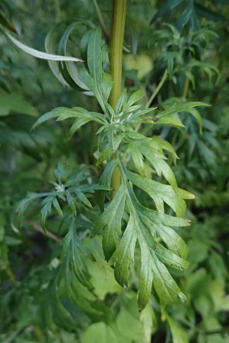 Artemisia gilvescens \ Nickender Beifu� / Chinese Mugwort, D Ettlingen 21.9.2024