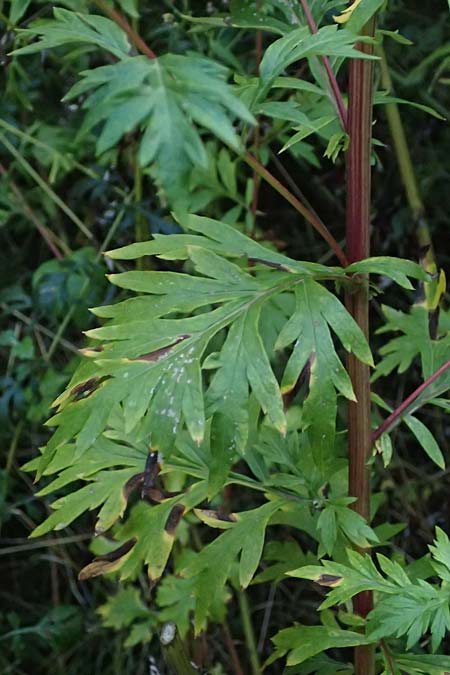 Artemisia gilvescens \ Nickender Beifu� / Chinese Mugwort, D Ettlingen 21.9.2024