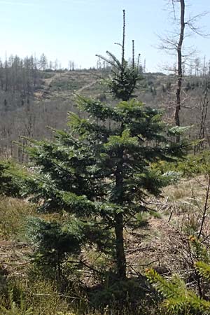 Abies grandis \ Riesen-Tanne, K&uuml;sten-Tanne / Grand Fir, D Nordhelle 12.4.2025