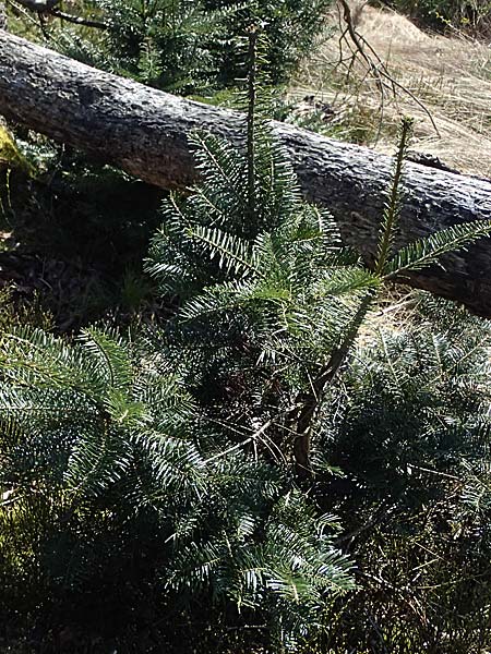 Abies grandis \ Riesen-Tanne, K&uuml;sten-Tanne / Grand Fir, D Nordhelle 12.4.2025