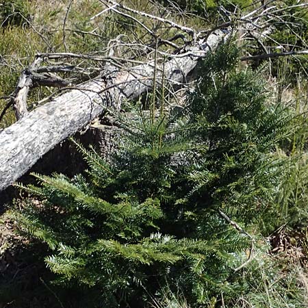 Abies grandis \ Riesen-Tanne, K&uuml;sten-Tanne / Grand Fir, D Nordhelle 12.4.2025