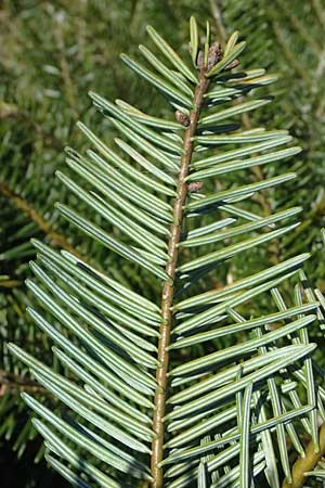 Abies grandis \ Riesen-Tanne, K&uuml;sten-Tanne / Grand Fir, D Nordhelle 12.4.2025