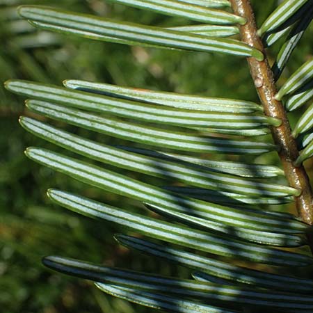 Abies grandis \ Riesen-Tanne, K&uuml;sten-Tanne / Grand Fir, D Nordhelle 12.4.2025