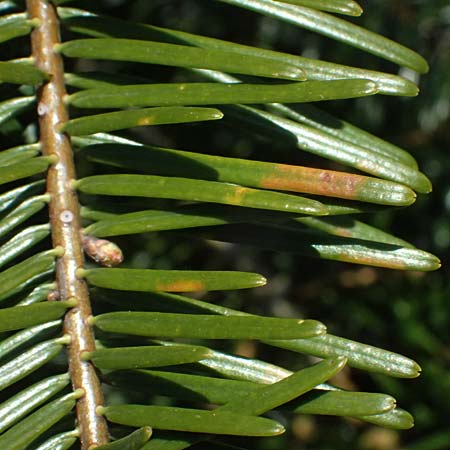 Abies grandis \ Riesen-Tanne, K&uuml;sten-Tanne / Grand Fir, D Nordhelle 12.4.2025