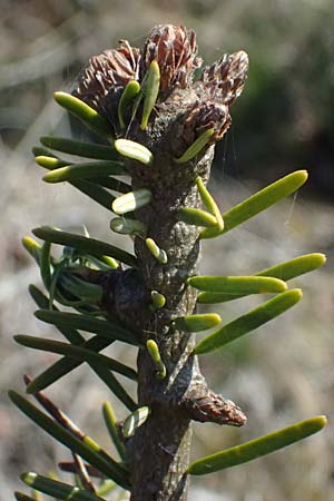 Abies grandis \ Riesen-Tanne, K&uuml;sten-Tanne / Grand Fir, D Nordhelle 12.4.2025