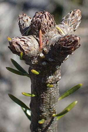 Abies grandis \ Riesen-Tanne, K&uuml;sten-Tanne / Grand Fir, D Nordhelle 12.4.2025