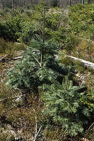 Abies grandis \ Riesen-Tanne, K&uuml;sten-Tanne / Grand Fir, D Nordhelle 12.4.2025