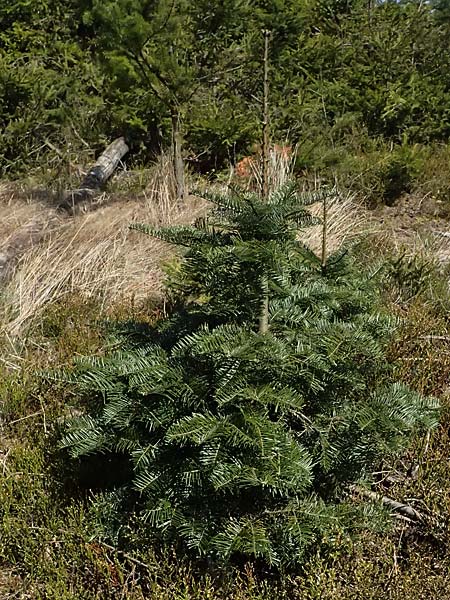 Abies grandis \ Riesen-Tanne, K&uuml;sten-Tanne / Grand Fir, D Nordhelle 12.4.2025