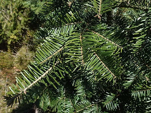 Abies grandis \ Riesen-Tanne, K&uuml;sten-Tanne / Grand Fir, D Nordhelle 12.4.2025