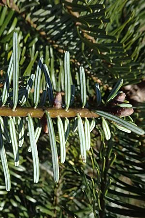Abies grandis \ Riesen-Tanne, K&uuml;sten-Tanne / Grand Fir, D Nordhelle 12.4.2025