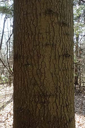 Abies grandis \ Riesen-Tanne, K&uuml;sten-Tanne / Grand Fir, D Nordhelle 12.4.2025