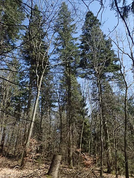 Abies grandis \ Riesen-Tanne, K&uuml;sten-Tanne / Grand Fir, D Nordhelle 12.4.2025