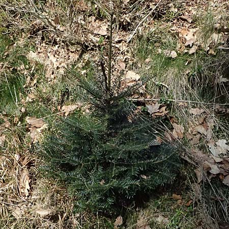 Abies grandis \ Riesen-Tanne, K&uuml;sten-Tanne / Grand Fir, D Nordhelle 12.4.2025