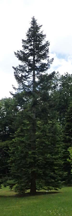 Abies grandis \ Riesen-Tanne, K&uuml;sten-Tanne / Grand Fir, D Botan. Gar.  Universit.  Ulm 26.5.2025