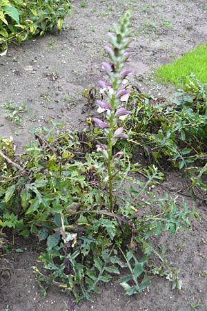 Acanthus hungaricus \ Balkan-B&auml;renklaue / Hungarian Bear's Breech, D Botan. Gar.  Universit.  Mainz 13.9.2008
