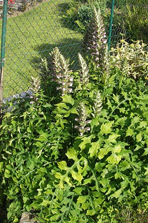 Acanthus hungaricus \ Balkan-B&auml;renklaue / Hungarian Bear's Breech, D Bruchsal 23.6.2012