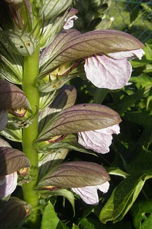 Acanthus hungaricus \ Balkan-B&auml;renklaue / Hungarian Bear's Breech, D Bruchsal 23.6.2012