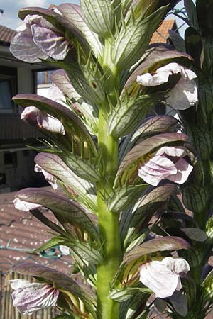 Acanthus hungaricus \ Balkan-B&auml;renklaue / Hungarian Bear's Breech, D Bruchsal 23.6.2012