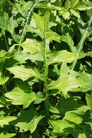 Acanthus hungaricus \ Balkan-B&auml;renklaue / Hungarian Bear's Breech, D Bruchsal 23.6.2012
