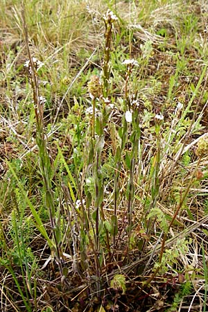 Arabis hirsuta \ Rauhaarige G�nsekresse / Hairy Rock-Cress, D Grettstadt 1.6.2015