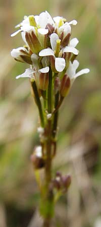 Arabis hirsuta \ Rauhaarige G�nsekresse / Hairy Rock-Cress, D Grettstadt 1.6.2015