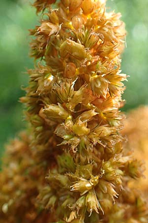 Amaranthus hypochondriacus \ Trauer-Amaranth, Prinzenfeder-Fuchsschwanz / Prince of Wales Pigweed, D Mannheim 10.10.2015