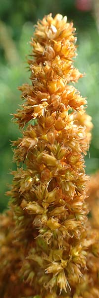 Amaranthus hypochondriacus \ Trauer-Amaranth, Prinzenfeder-Fuchsschwanz / Prince of Wales Pigweed, D Mannheim 10.10.2015