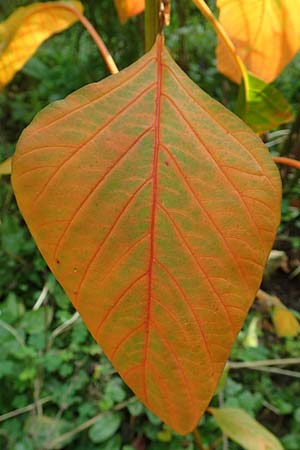 Amaranthus hypochondriacus \ Trauer-Amaranth, Prinzenfeder-Fuchsschwanz / Prince of Wales Pigweed, D Mannheim 10.10.2015
