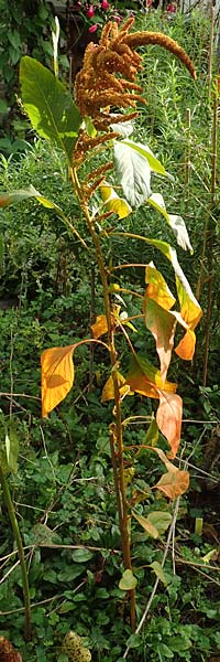 Amaranthus hypochondriacus \ Trauer-Amaranth, Prinzenfeder-Fuchsschwanz / Prince of Wales Pigweed, D Mannheim 10.10.2015
