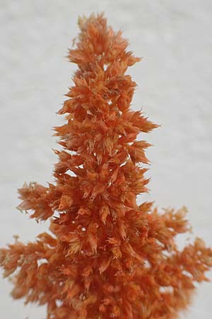 Amaranthus hypochondriacus \ Trauer-Amaranth, Prinzenfeder-Fuchsschwanz / Prince of Wales Pigweed, D Mannheim 10.10.2015