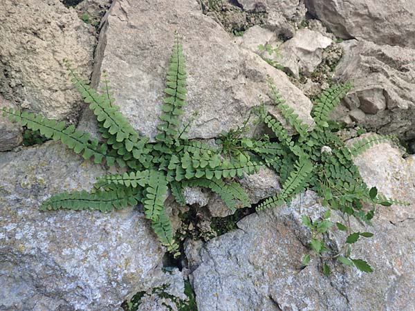 Asplenium trichomanes subsp. hastatum \ Spie&szlig;bl&auml;ttriger Brauner Streifenfarn, Ge&ouml;hrter Brauner Streifenfarn / Spear-Leaved Spleenwort, D Pfronten 28.6.2016