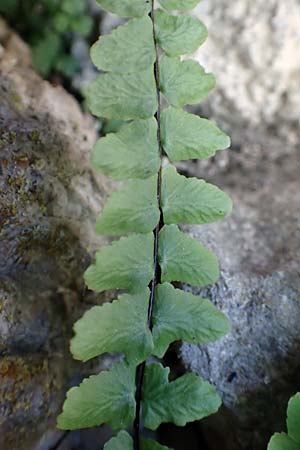 Asplenium trichomanes subsp. hastatum \ Spie&szlig;bl&auml;ttriger Brauner Streifenfarn, Ge&ouml;hrter Brauner Streifenfarn / Spear-Leaved Spleenwort, D Pfronten 28.6.2016