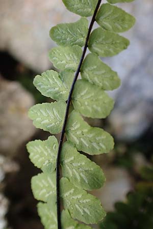 Asplenium trichomanes subsp. hastatum \ Spie&szlig;bl&auml;ttriger Brauner Streifenfarn, Ge&ouml;hrter Brauner Streifenfarn / Spear-Leaved Spleenwort, D Pfronten 28.6.2016