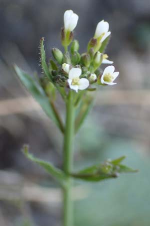 Arabis hirsuta \ Rauhaarige G�nsekresse / Hairy Rock-Cress, D Heidelberg 23.3.2017