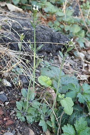 Arabis hirsuta \ Rauhaarige G�nsekresse / Hairy Rock-Cress, D Heidelberg 23.3.2017