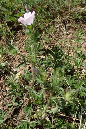 Althaea hirsuta \ Borsten-Eibisch / Rough Marsh Mallow, D Nittel 30.5.2018