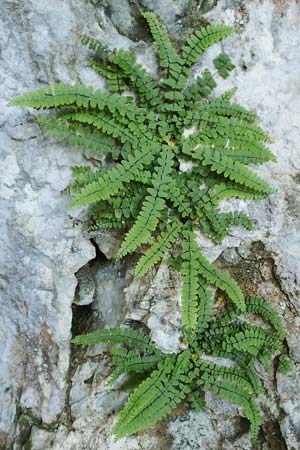 Asplenium trichomanes subsp. hastatum \ Spie&szlig;bl&auml;ttriger Brauner Streifenfarn, Ge&ouml;hrter Brauner Streifenfarn / Spear-Leaved Spleenwort, D Beuron 27.6.2018