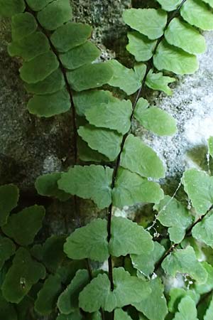 Asplenium trichomanes subsp. hastatum \ Spie&szlig;bl&auml;ttriger Brauner Streifenfarn, Ge&ouml;hrter Brauner Streifenfarn / Spear-Leaved Spleenwort, D Beuron 27.6.2018