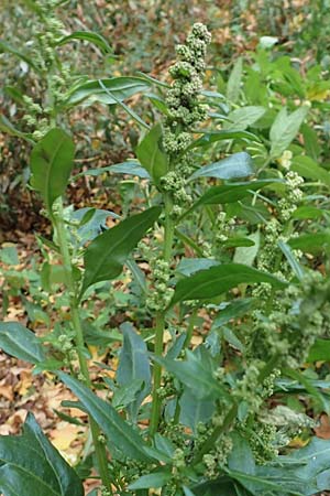 Atriplex hortensis, Garten-Melde