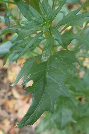 Atriplex hortensis \ Garten-Melde / Garden Orache, D Bochum 23.10.2018