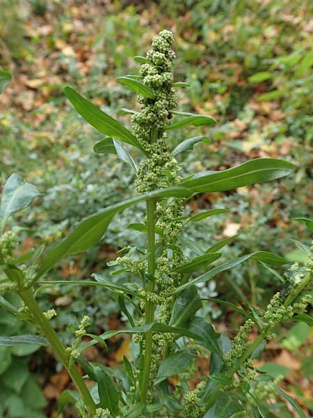 Atriplex hortensis \ Garten-Melde / Garden Orache, D Bochum 23.10.2018