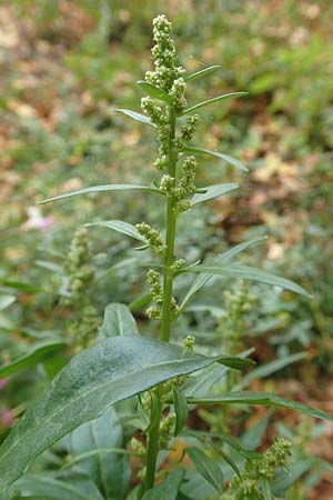 Atriplex hortensis \ Garten-Melde / Garden Orache, D Bochum 23.10.2018