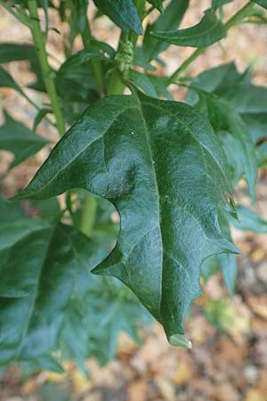 Atriplex hortensis \ Garten-Melde / Garden Orache, D Bochum 23.10.2018