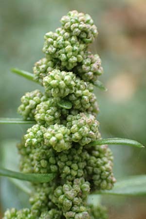 Atriplex hortensis \ Garten-Melde / Garden Orache, D Bochum 23.10.2018