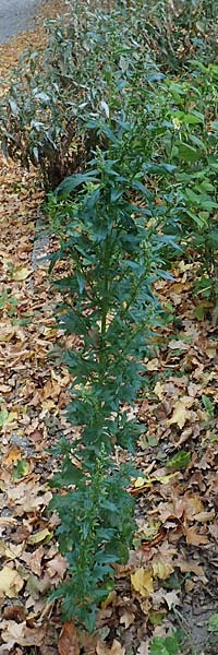 Atriplex hortensis \ Garten-Melde / Garden Orache, D Bochum 23.10.2018