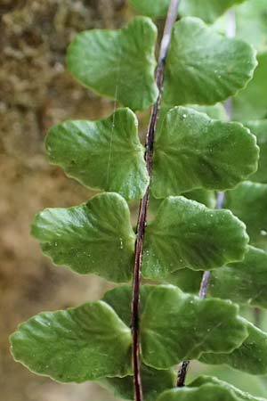 Asplenium trichomanes subsp. hastatum \ Spie&szlig;bl&auml;ttriger Brauner Streifenfarn, Ge&ouml;hrter Brauner Streifenfarn / Spear-Leaved Spleenwort, D Neckarsteinach 9.11.2018