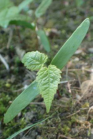 Acer platanoides \ Spitz-Ahorn / Norway Maple, D Frankfurt-Niederrad 21.4.2019